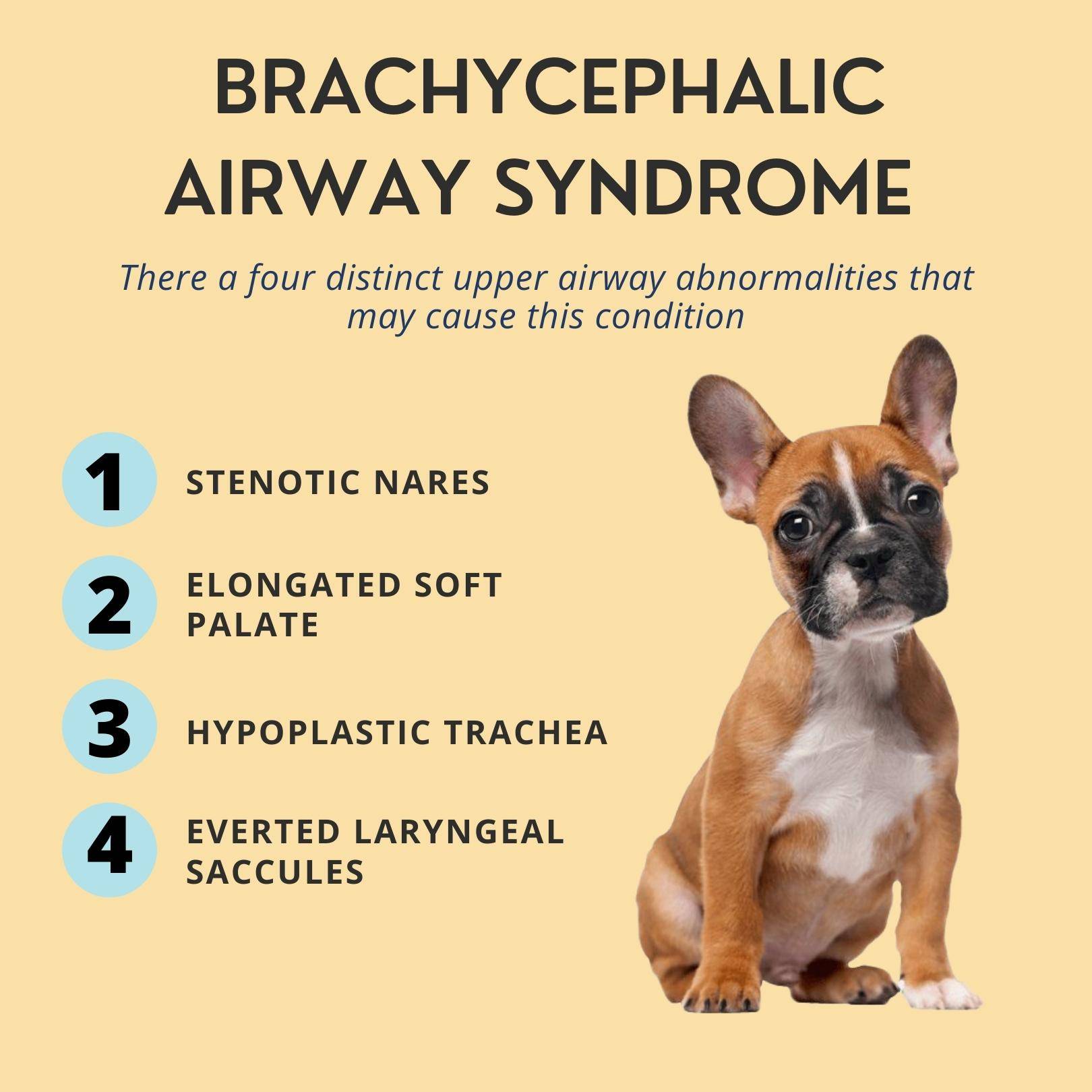 Do French Bulldogs Need A Harness